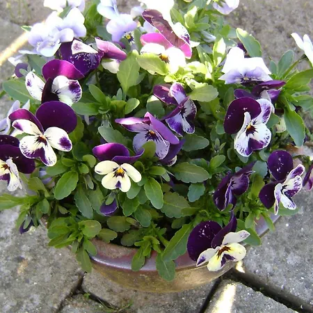 לינה וארוחת בוקר Woody Jelling